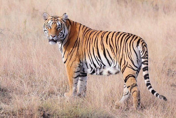 4 Nights 5 Days Jaipur-Ranthambore Tour - Key Things That Make This Tour Work
