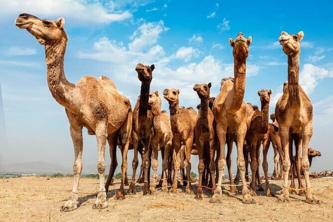 4 Nights 5 Days Jaipur-Ranthambore Tour - Day 1: Amber Fort, City Palace, Jantar Mantar, and Hawa Mahal