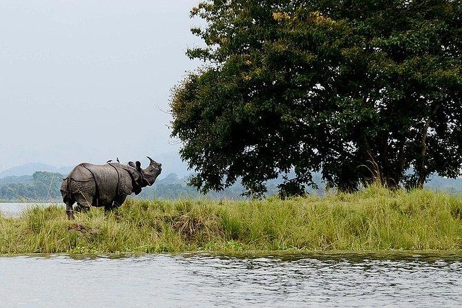 4D/3N Kaziranga safari special - Why this Guwahati-to-Kaziranga route fits real life