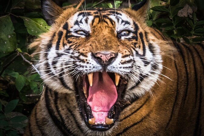 5 Day Delhi Agra Jaipur with Ranthambore-Taj Mahal Sunrise/Sunset - Day 2 Taj Mahal Sunrise at 5:45 AM: Why Morning Changes Everything