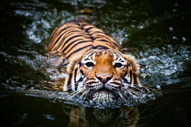 5 Day Golden Triangle with Ranthambore Tigers-Taj Sunrise/Sunset - A 5-day Golden Triangle plus Ranthambore: what you’re really buying