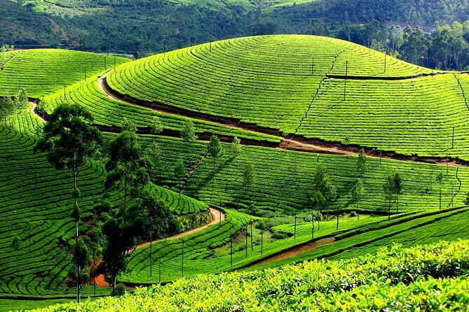 5 Day Kerala Private houseboat incl. Resort, Hotel, Cab Tourved - Periyar Tiger Reserve and Periyar Wildlife Sanctuary: Wildlife Day With Real Options
