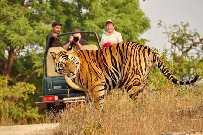 5-Day Private Delhi, Agra and Jaipur with Ranthambhore Tiger Tour From Delhi - Golden Triangle Plus Ranthambore: what you’re really buying