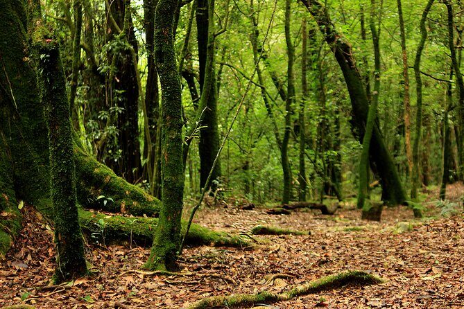 5-Day Private Tour in Meghalaya with Meals and Accommodation - Seven Sisters Falls and Garden of Caves before you head back to Guwahati