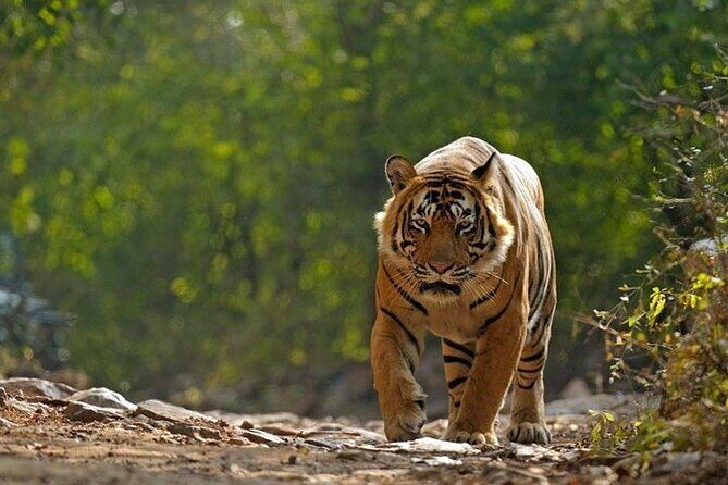 5 Day Private Tour of Tigers, Taj Mahal and Palaces from Cochin - Key highlights to know before you go