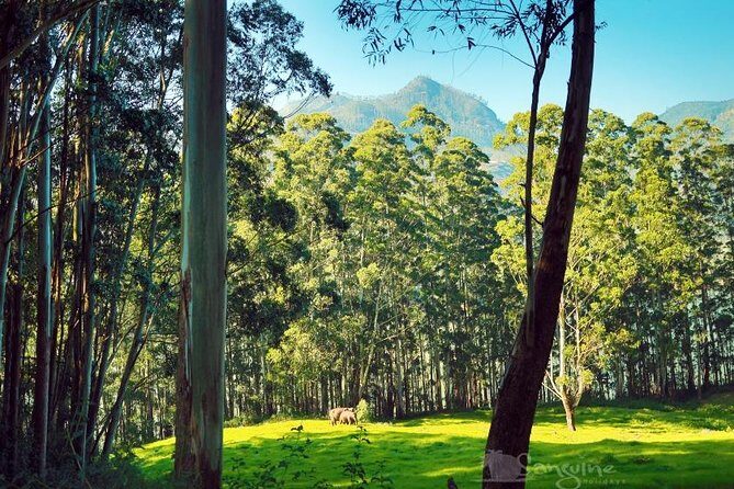 5 Days Budget Kerala Tour Packages by Sanguine Holidays - Day 2 around Munnar: dams, views, tea, and the Eravikulam ticket reality