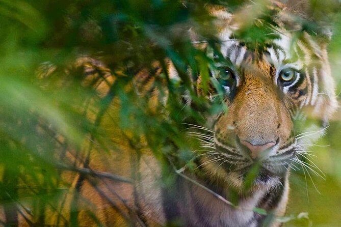 5 Days Golden Triangle Tour and Ranthambore Wildlife Safari - Delhi highlights: Qutub Minar, Humayun’s Tomb, and the Lotus Temple timing