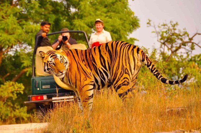 5 Days Golden Triangle Tour with Ranthambore Delhi Agra Jaipur - What This Tour Feels Like Day to Day