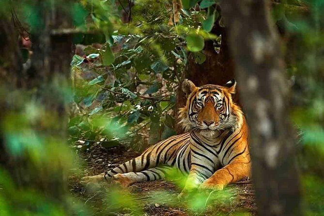 5 Days Golden Triangle Tour with Ranthambore Tiger Safari - Amber Palace and Jaipur: private guide days with hillside drama