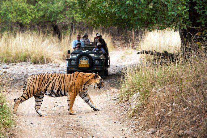 5 Days Golden Triangle Tour with Ranthambore Tiger Safari - Service details that matter more than you’d think