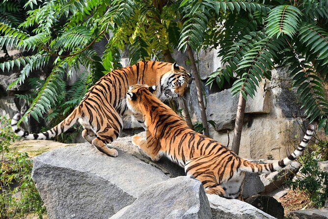 5 Days Golden Triangle Tour with Ranthambore(Delhi Agra Jaipur Ranthambore Tour) - Hotels and daily comfort: how the package eases travel stress