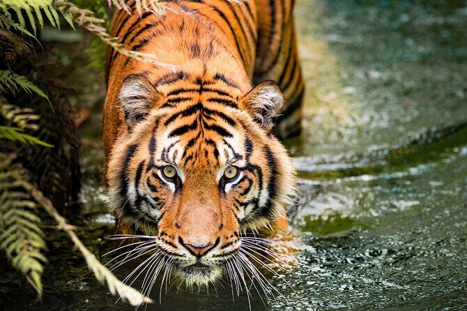 5 Days Golden Triangle with Ranthambore (Delhi Agra Jaipur Ranthambore Tour) - Where This 5-Day Golden Triangle Plus Ranthambore Really Shines