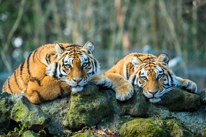 5 Days Golden Triangle with Ranthambore (Delhi Agra Jaipur Ranthambore Tour) - Delhi Day 1: India Gate to Qutub Minar in One Organized Sweep