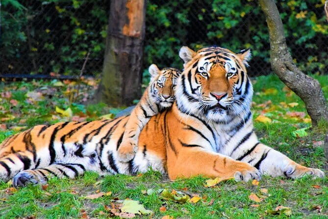 5 Days Golden Triangle With Ranthambore Wildlife - Key highlights worth your attention