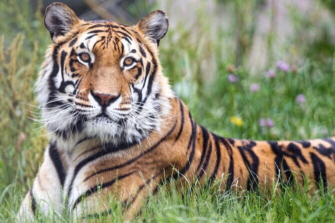5 Days Golden Triangle With Ranthambore Wildlife - Delhi’s religion and architecture stops: what to notice