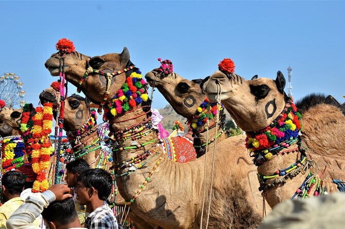 5 Days Golden Triangle With Ranthambore Wildlife - Day 3 Ranthambore National Park: morning and evening tiger safari