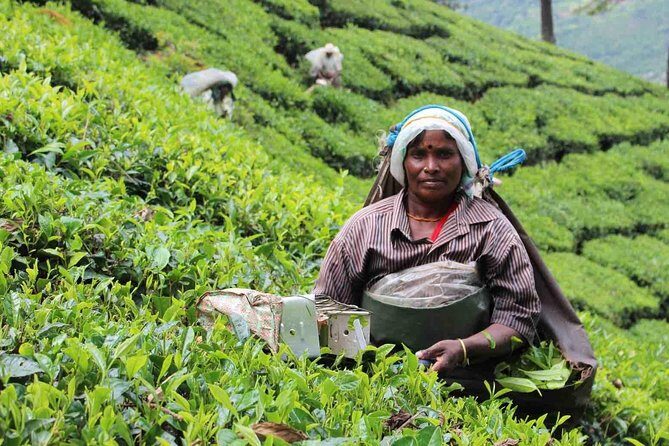 5 Days Private Kerala Tour Package by Saffron India Tours - Day 1 in Munnar: Tea Gardens and Cheeyappara Falls