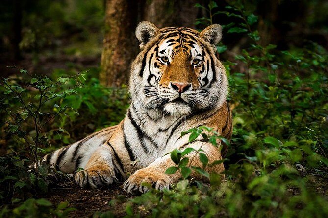 5 Nights 6 Days Private Golden Triangle Tour with Ranthambore - Day 2 Agra focus: getting to the Taj area, then seeing it at sunset