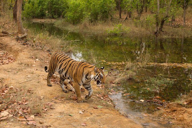 6 Day Private Tour of Taj with Glimpse of Tiger & Culture of Rajasthan - Day 1: Delhi arrival plus a highlights walk through imperial power