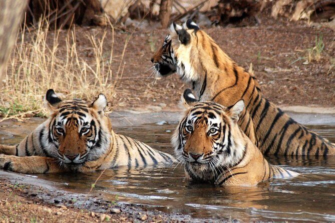6 Days Golden Triangle Tour with Ranthambore: Delhi Agra Jaipur Ranthambore Tour - Day 3 in Ranthambore: check-in, lunch, then the afternoon safari