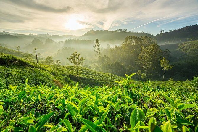 6 Days Private Tour Kerala Natural Retreat - A private route through Kochi, Munnar, Thekkady, and Alleppey