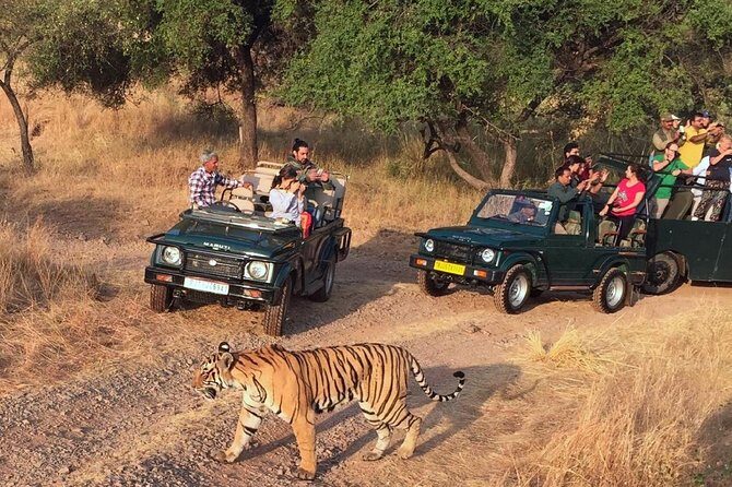 7-Day Golden Triangle & Ranthambore Tiger Safari from Delhi - Is This Golden Triangle + Ranthambore a good fit for you?