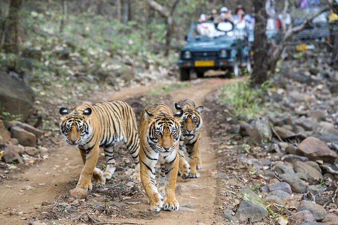 7-Day Golden Triangle Tour with Ranthambore Tiger Safari - Jaipur Travel Day: Abhaneri Stepwell and a Lighter Mood