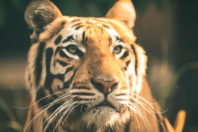 7 Day Golden Triangle Tour with Ranthambore Tiger Tour - Why This Golden Triangle + Ranthambore Mix Works in Real Life