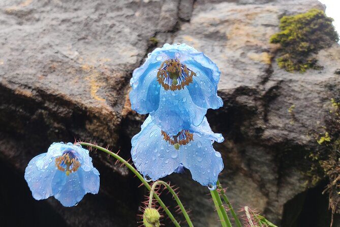 7 Day Tour to Valley of Flowers and Auli Hiking Adventure - Ghangaria Morning Yoga: Your Soft Landing at 6,000 Feet Plus