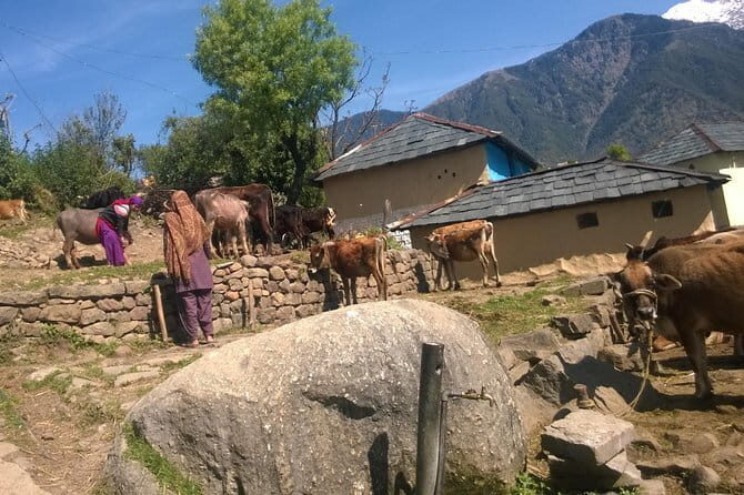 7 Days Dharamsala - Dalai Lama home Trek - Day 2: Satobari Village Descent Through Pine Forests
