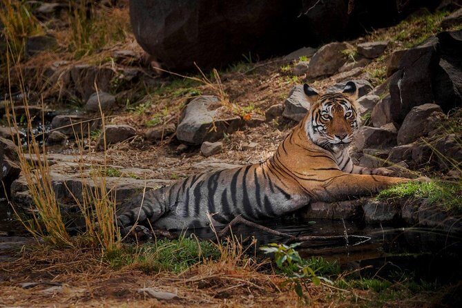 7 Days Golden Triangle Tour with Ranthambore: Delhi Agra Jaipur - Agra with a purpose: fort first, then a sunrise Taj Mahal