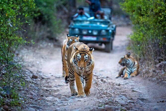 7 Days Golden Triangle Tour with Ranthambore & Varanasi Tour - A 7-day route that moves from monuments to nature to real-life devotion