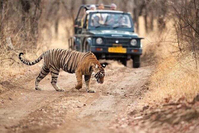 7 Days Golden Triangle Tour with Ranthambore & Varanasi Tour - Ranthambore morning safari: the best kind of waiting, with wildlife odds