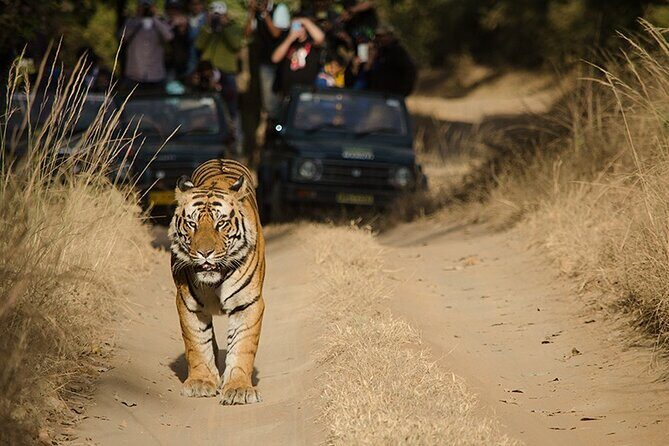 7 Days Private Tour of Taj Mahal, Tigers, Palace and Forts of India - Why the Delhi–Agra–Ranthambore–Jaipur combo makes sense
