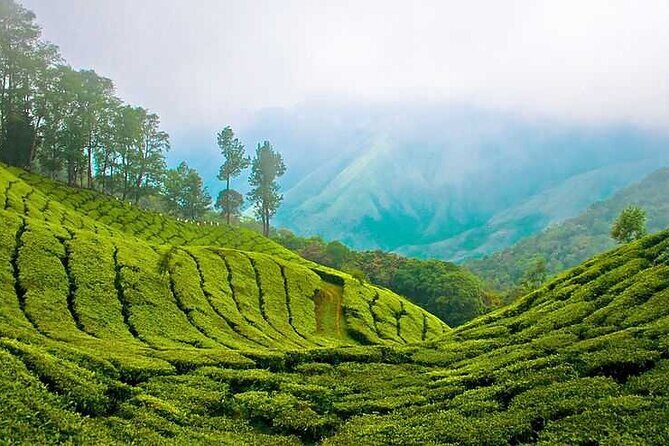 7-Night Kerala Tour to Kochi, Munnar, Periyar, Allepey and Kovalam - Kerala highlights in one tight loop (and what it means for your time)