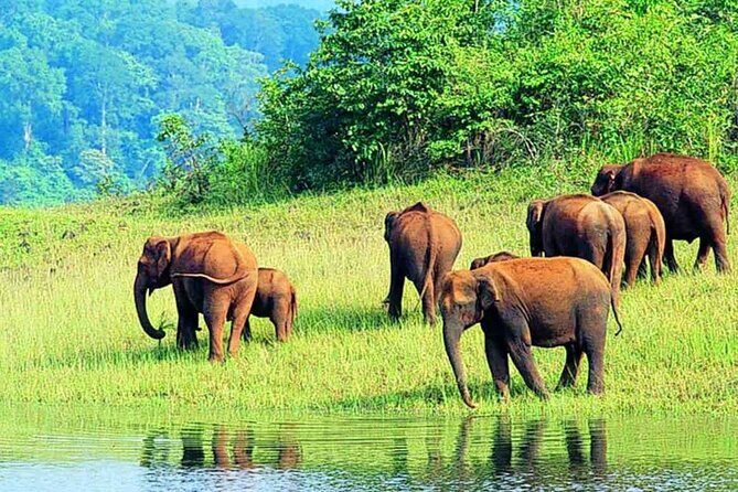 7-Night Kerala Tour to Kochi, Munnar, Periyar, Allepey and Kovalam - Kovalam beaches and the free Day 7 for Ayurveda choices