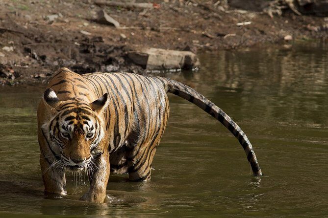 8-Days Golden Triangle & Ranthambore Private Tour - Days 5: Ranthambore safari strategy with two shared-jet drive times