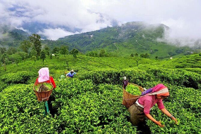 8 Days Kerala Private Tour Covering Kochi- Munnar- Periyar- Alleppey and Kovalam - Day 5: Alleppey backwaters with a relaxation-first plan