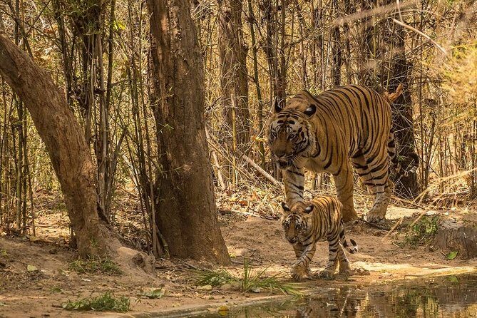 8 Days Private Golden Triangle Tour With Ranthambore - Arrival in Delhi with Old Delhi rickshaw rides and Chandni Chowk