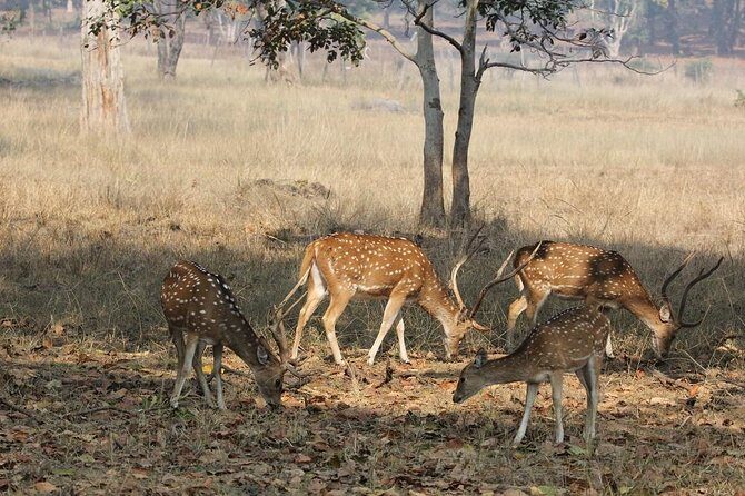 8 Days Private Golden Triangle Tour With Ranthambore - Jaipur Amer Fort access by jeep, plus jewels, crafts, and market time