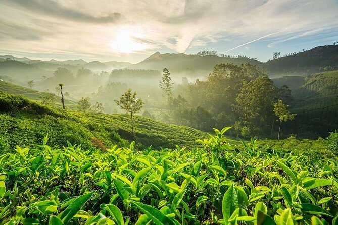 9 Days Private Exotic Kerala Tour - Comfort, timing, and the pace you should expect