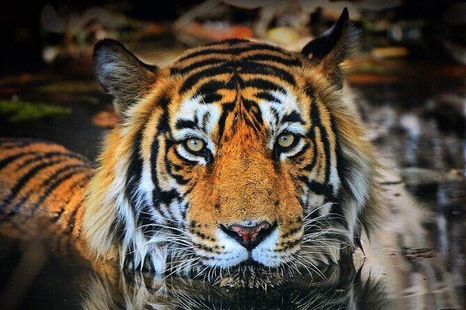 Adventures Ranthambore Wildlife Safari Tour from Delhi with Safari Rides - Key Things That Make This Trip Worth Your Time