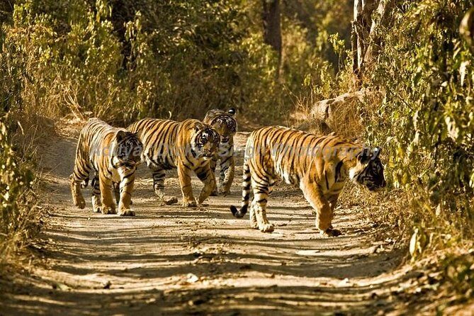 Adventures Ranthambore Wildlife Safari Tour from Delhi with Safari Rides - Day 1: Delhi Pickup, the Drive to Ranthambore, and a Fort-First Arrival