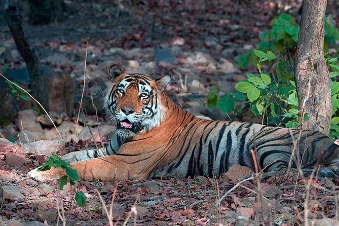 Adventures Ranthambore Wildlife Safari Tour from Delhi with Safari Rides - Practical Tips for Timing: When Ranthambore or Taj Mahal Won’t Cooperate