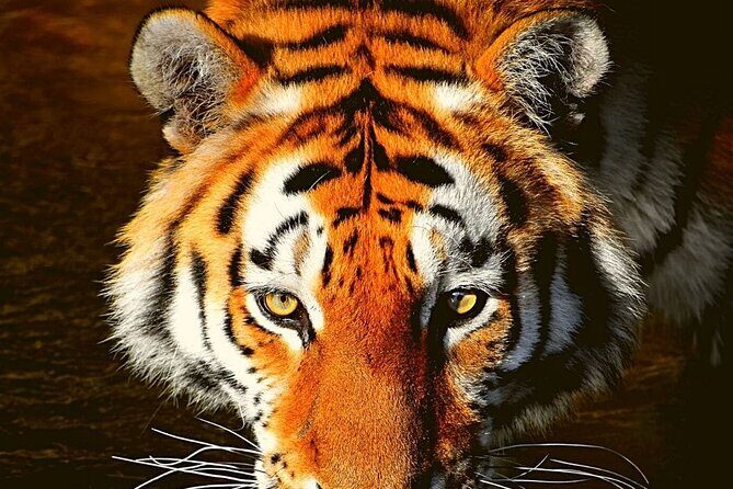Adventures Ranthambore Wildlife Safari Tour from Delhi with Safari Rides - Day 2’s Two Jeep Safaris: Morning and Afternoon Wildlife Viewing