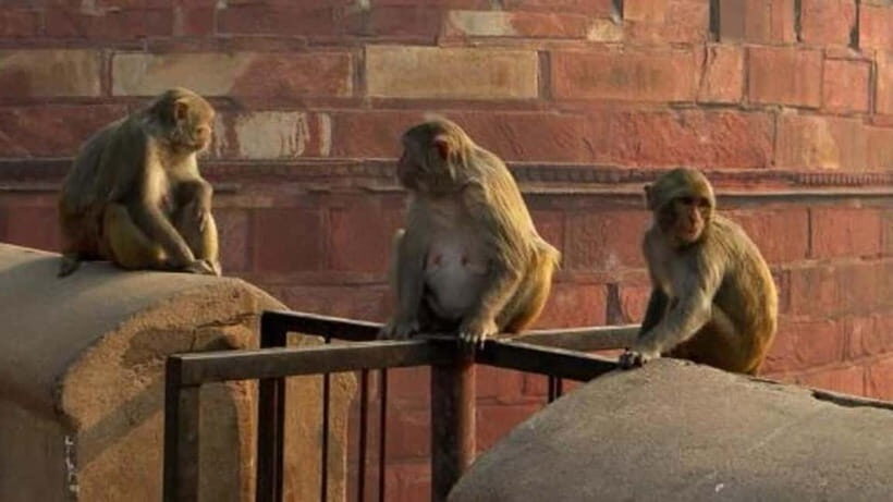 Agra: Monkey Safari Guided Walking Tour - What you’ll love most on the Monkey Safari walk