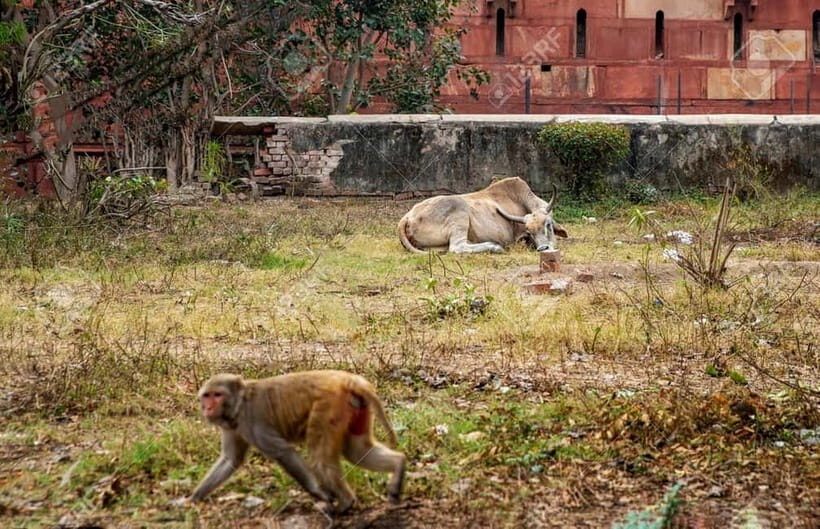 Agra: Monkey Safari Guided Walking Tour - Key highlights worth planning for
