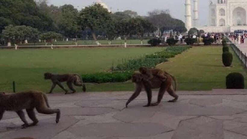 Agra: Monkey Safari Guided Walking Tour - Meeting your English guide and getting the monkey-safety rules