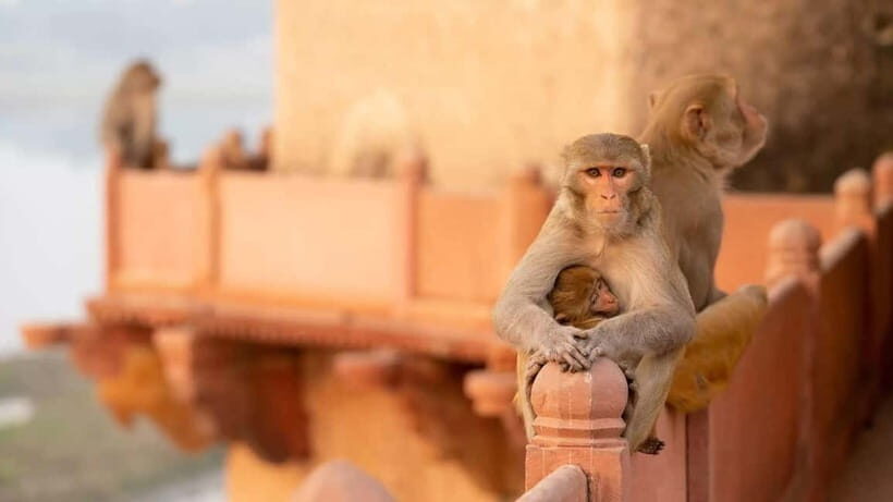 Agra: Monkey Safari Guided Walking Tour - Why Agra’s Monkey Safari feels more real than a zoo visit
