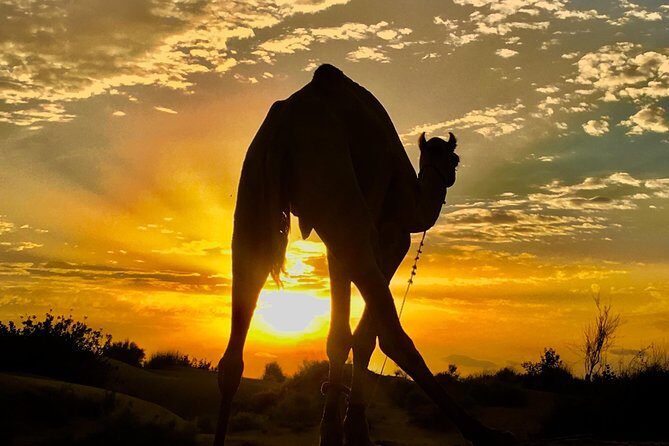 An Overnight Non-touristic Camel Safari (2PM to 11:30 AM Next Day) - Key things I’d pack in your head before you go